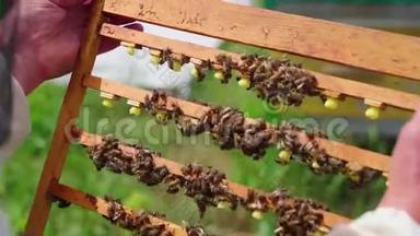 养蜂人拿出一个带有子宫的框架，蜜蜂。 在<strong>日记</strong>里<strong>工作</strong>。 蜂后的结论..